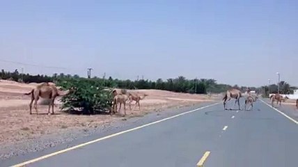 Camels Crossing the Road