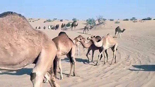 Camels from Dubai Desert