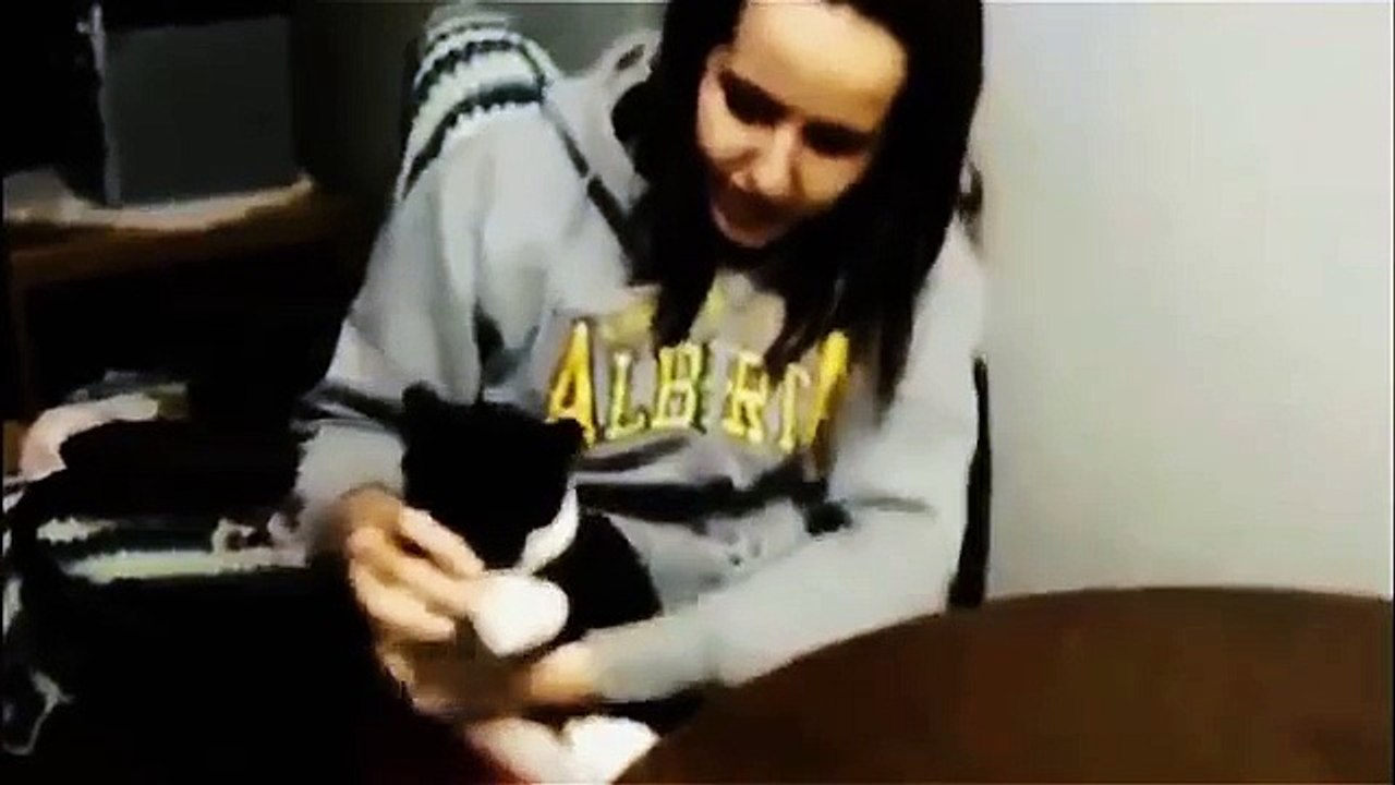 Funny cats 2015 NEW COMPILATION