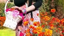 Zama De Meene Lewaniya Aliya Afghan New Song 2015