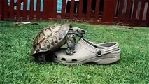 Funny tortoise turtle compilation [ NEW 2015 ]