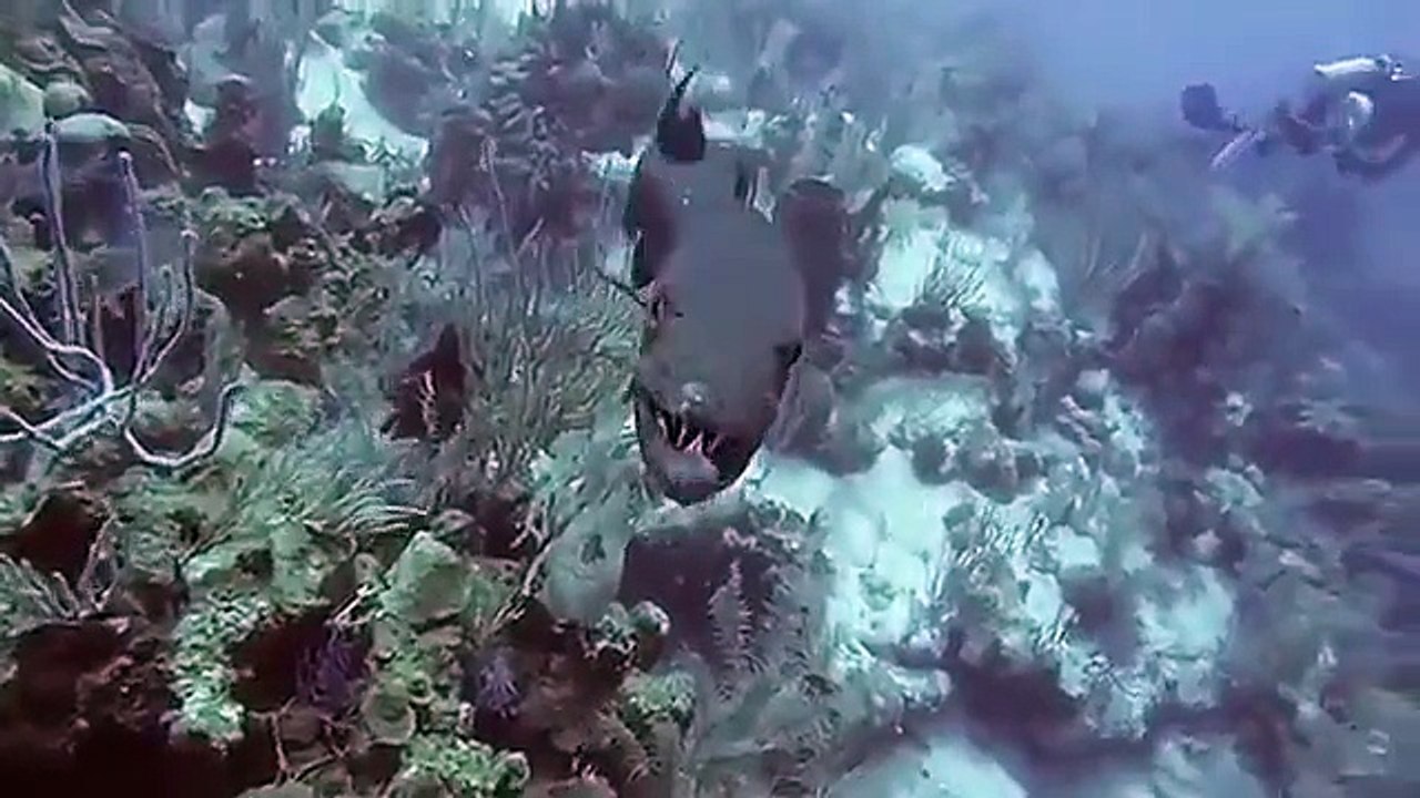 Extreme animal attacks on humans  [ WATER EDITION ]