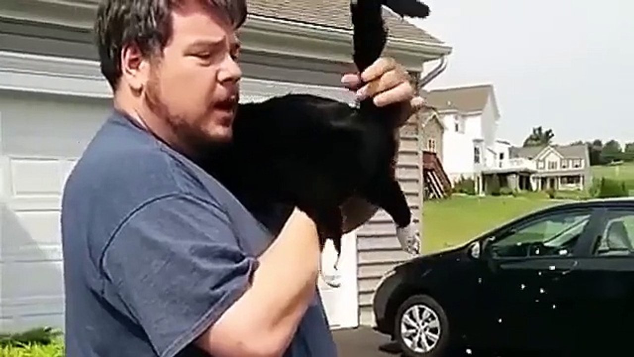 How to play the bagpipe cat