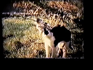 trashcan sinatras - the genius i was