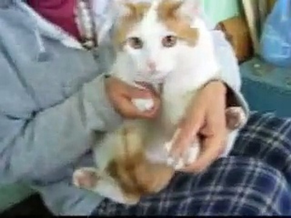 How to trim a cat's nails