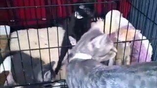 ASPCA Adventurous Kittens...Escape!