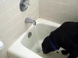 Dog Respects The Seriousness Of Bathtime