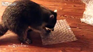 Raccoon Popping Bubble Wrap