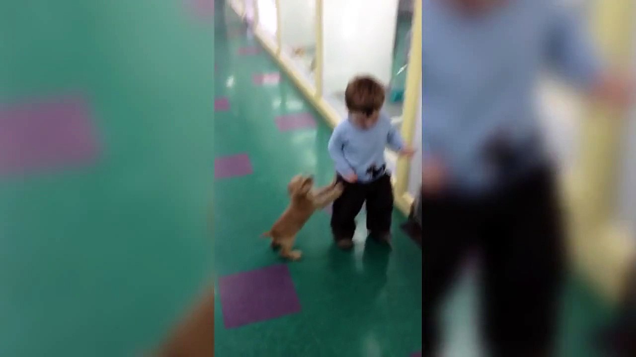 Toddler Is Scared Of Little Puppy Chasing Him