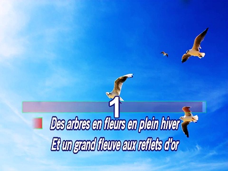 ringo les oiseaux de thailande