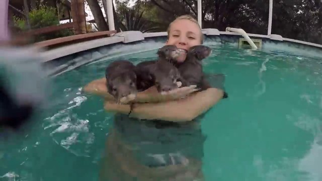 Des bébé loutres font des gros calins à cette chanceuse dans la piscine!