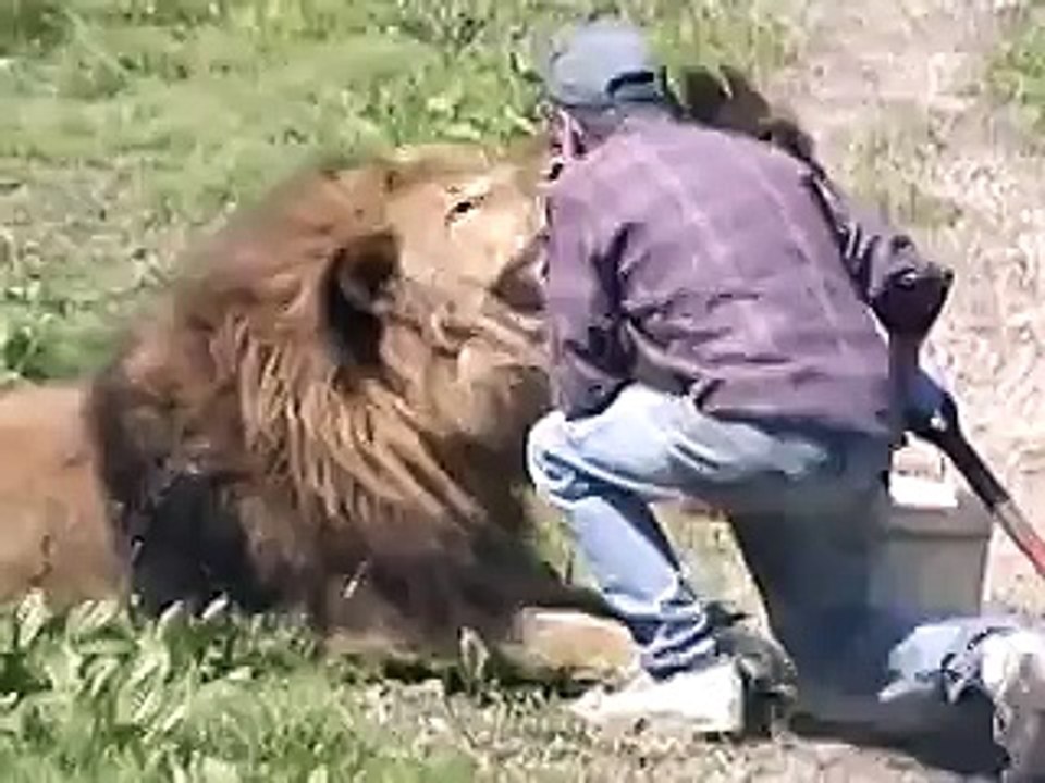 Crazy Lion Attack â€“ He Died After Thi