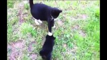 BEST FUNNY CUTE CATS VIDEOS - FUNNY VIDEOS - FUNNY CATS - FUNNY ANIMALS - FUNNY VIDEOS 2015