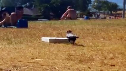 Crow traying to eating pizza And Cats Fun