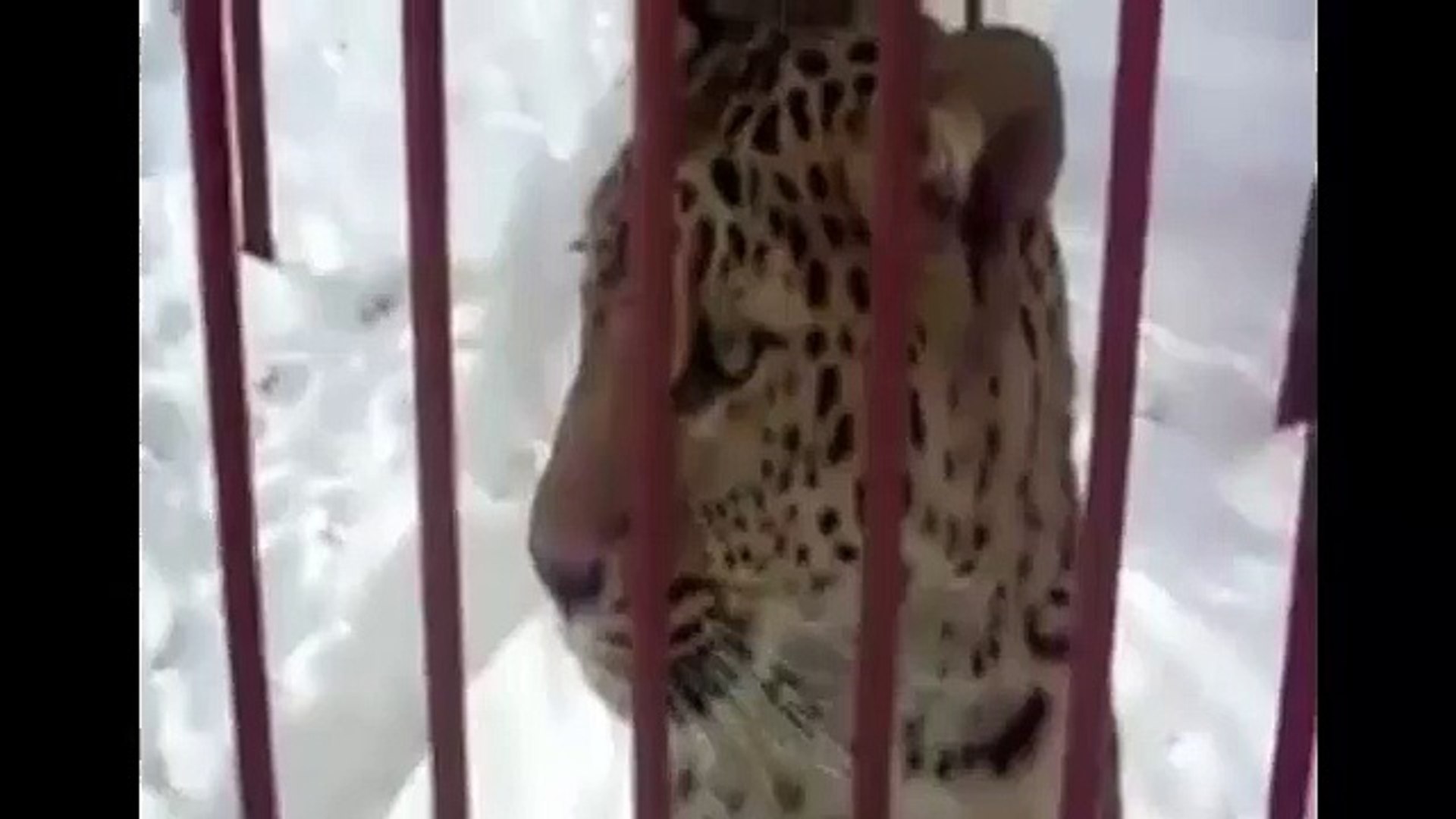 BEST  VIDEOS - FUNNY VIDEOS - FUNNY VIDEOS 2015