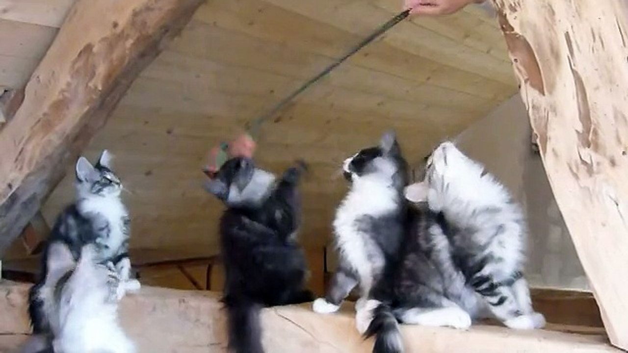 14-9-15  Chatons groupe vidéo (1)