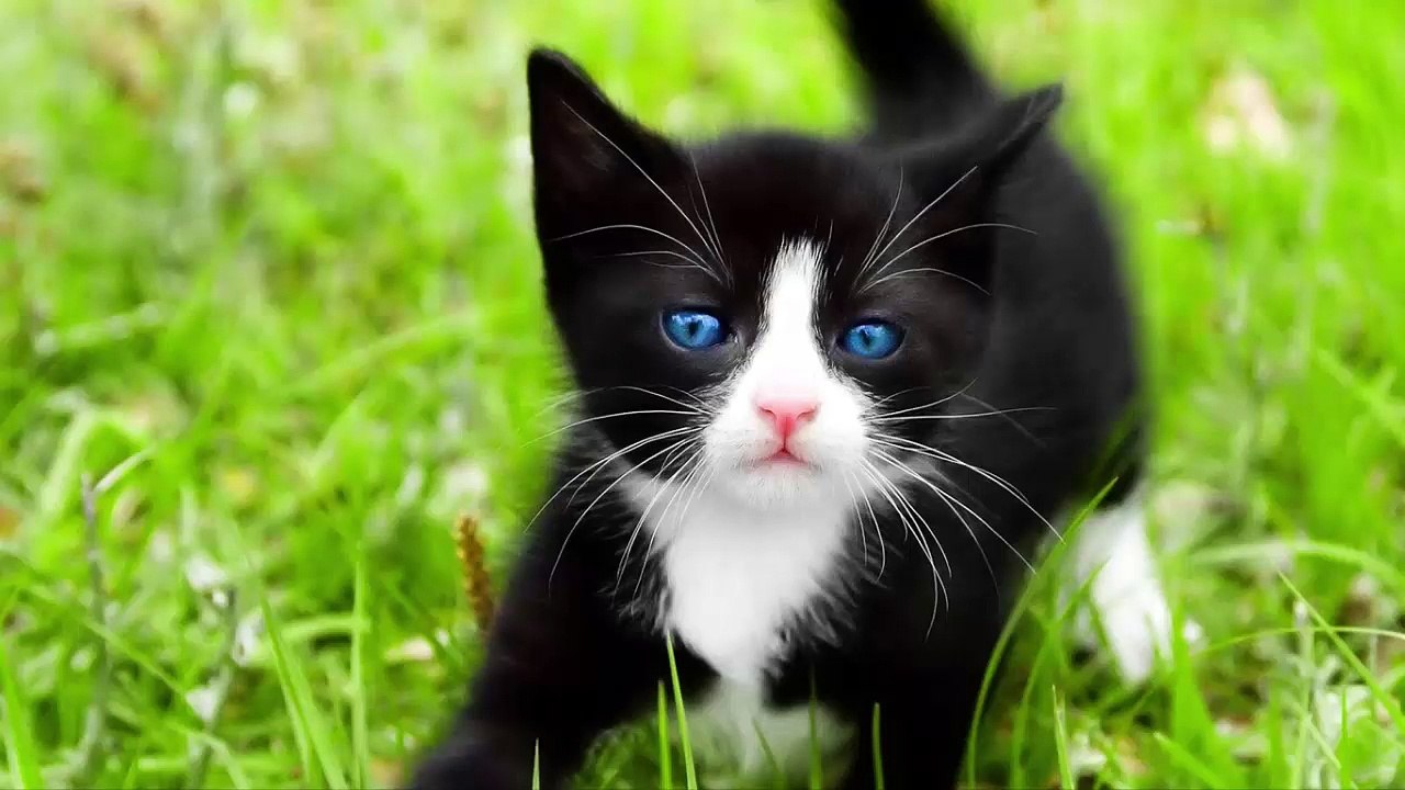 Cats