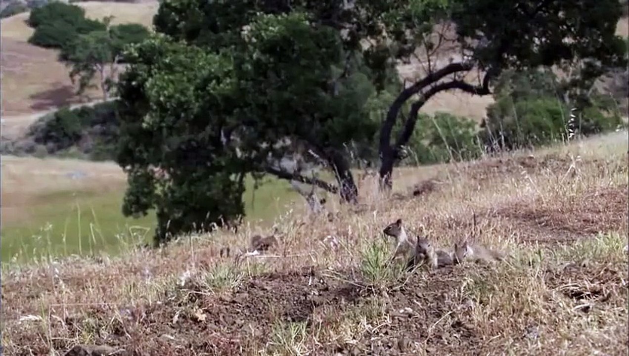 Uyanık Sincap ve Çıngıraklı Yılan