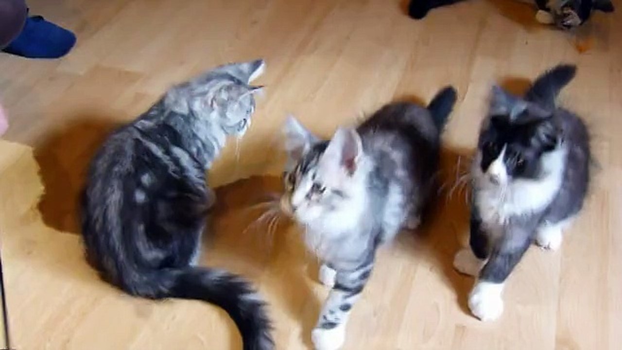 13-9-15 Chatons groupe viédeo 2