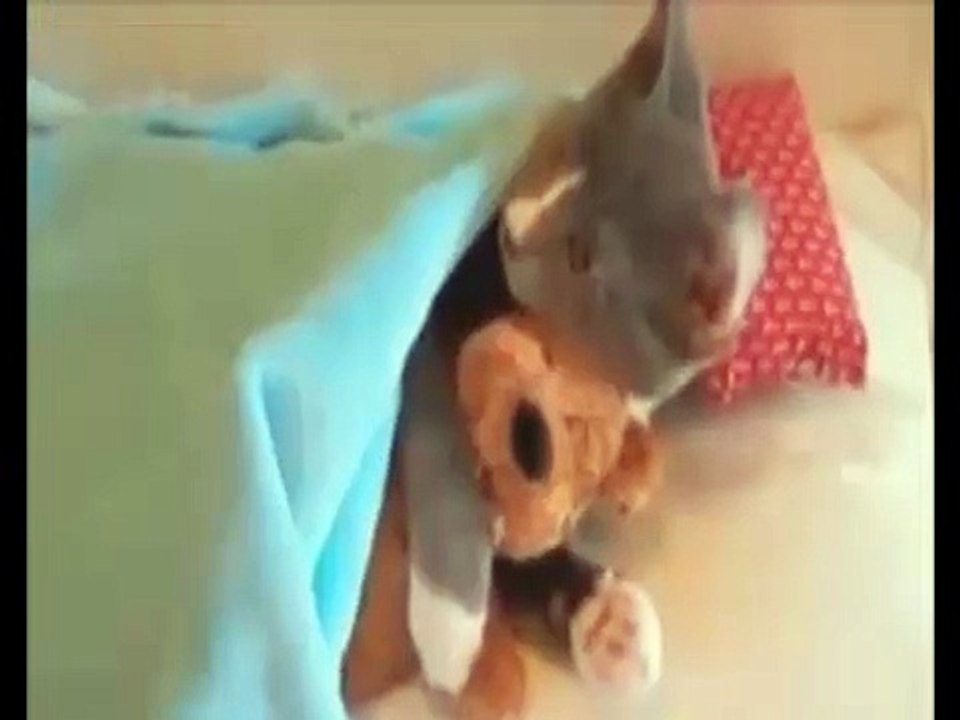 Funny Animal Video Clips  Fail  2014
