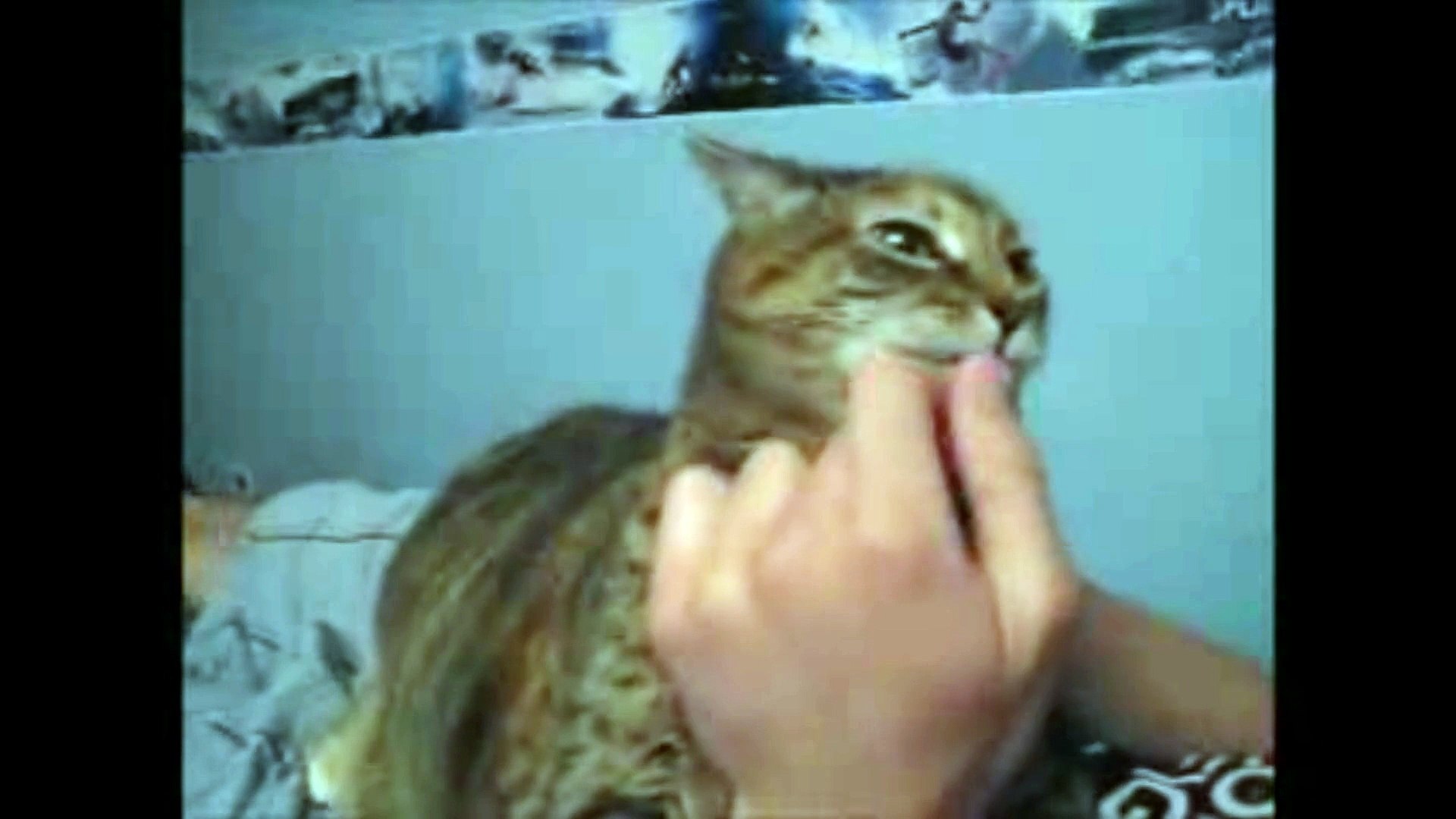 Funny Animals - Funny Cats & Animals