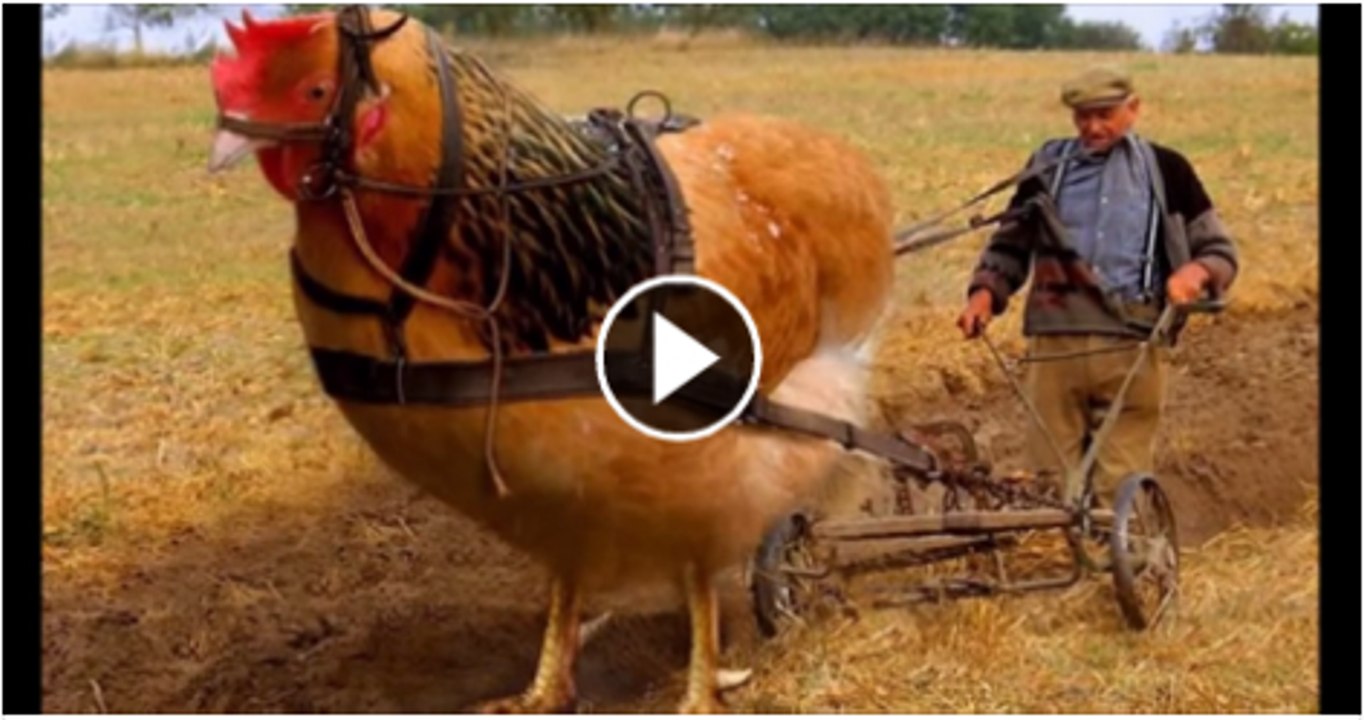 Weird Animals Stunned the World