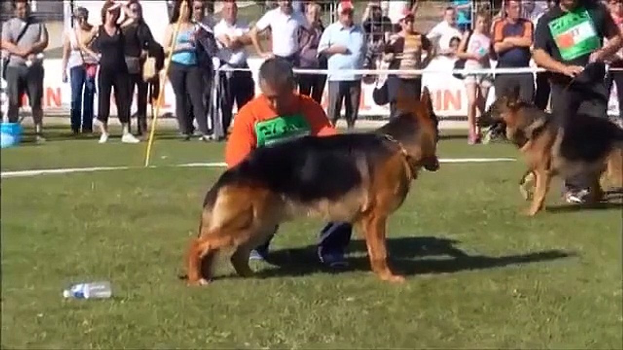 Professional dog training and competitions