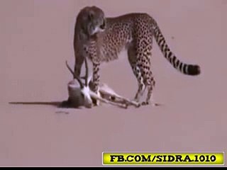 lepord helping in hunting,,awesome video lepord hunting