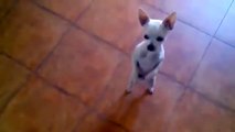 Puppy Dog Dance Salsa to Mexican Song Cute