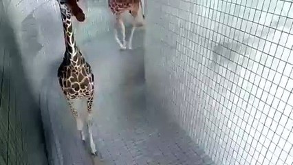 إضحك من قلبك مع أحلى زرافة