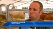 D!CI TV : Des bovins reproducteurs made in Hautes-Alpes à Chorges ce samedi