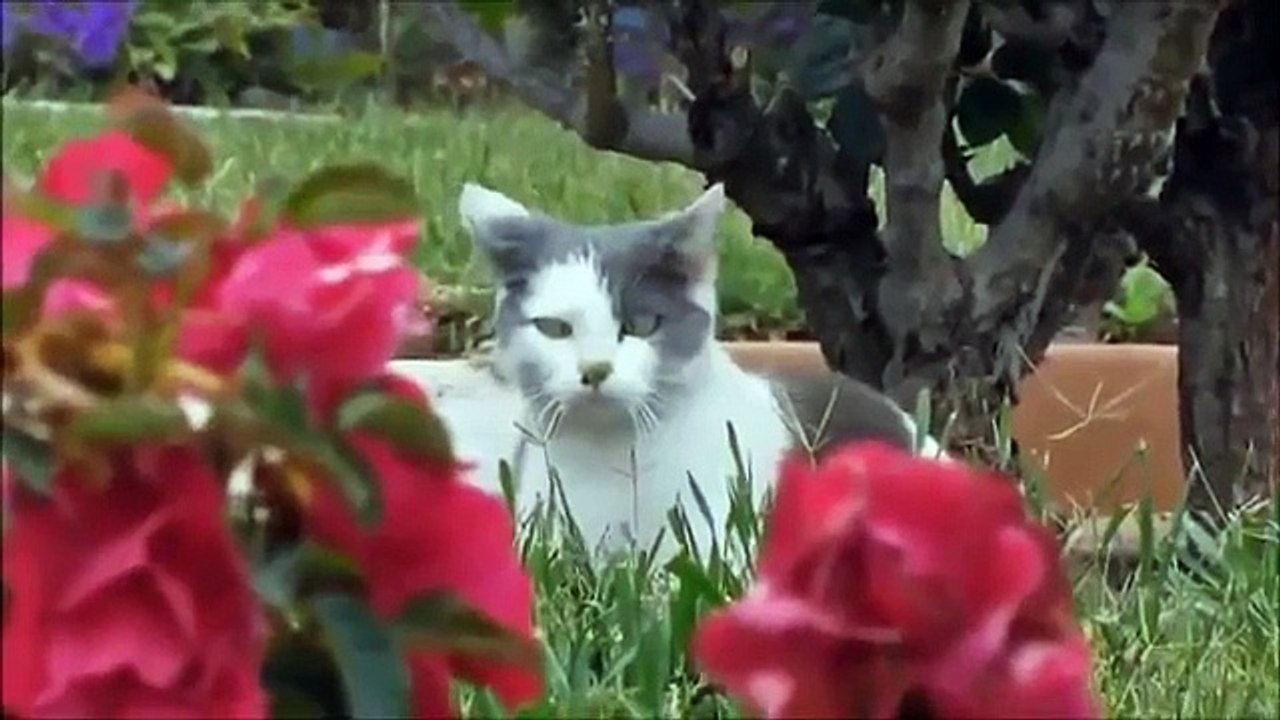 Funny Cats Compilation [Most See] Funny Cat Videos Ever Part 1