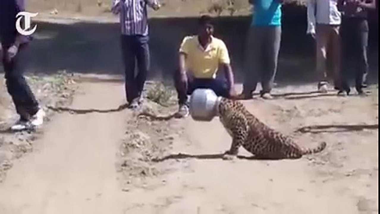 Funny tiger