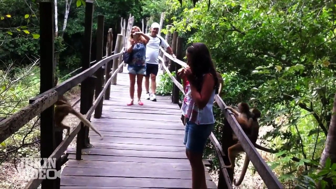 #Top5 Pesky Monkeys | JukinVideo Top Five