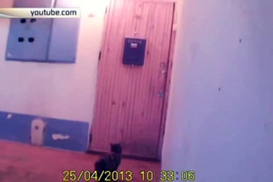 Видео с кошкой, звонящей в дверь, взорвало интернет!!