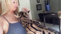 Un serval dit Maman... animal trop mignon