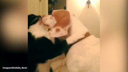 Emilie De Ravin posts cute video of dog and cat kissing on Christmas