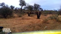 Elephant ATTACKS Safari Jeep | EXCLUSIVE Footage [Never Before Seen]