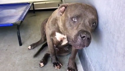 Ce chien connaît ce sentiment précieux qu'est l'amour pour la première fois, ce qui se passe fera fondre votre cœur