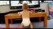 Funny Baby Dance Compilation (Cute Babies Funny Moments)