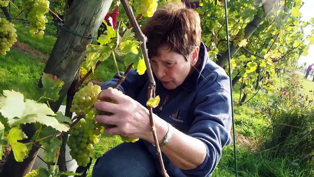 Les vendanges à Comines Belgique