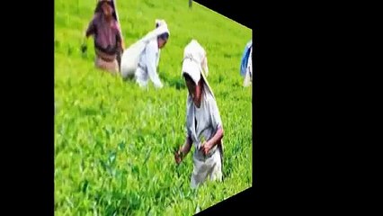 Majority of Tea Gardens in West Bengal Making Losses Tea Association