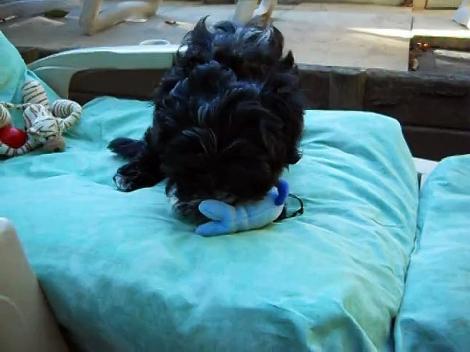 ifie bébé