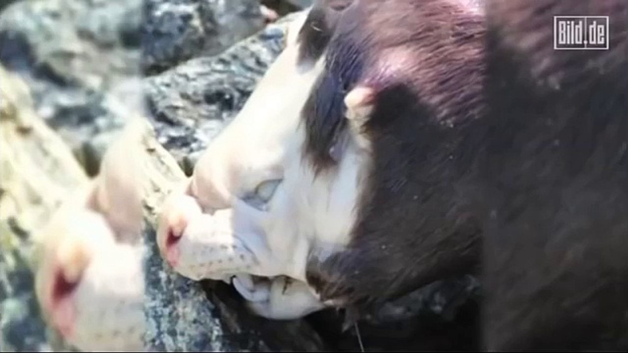 Monster gefunden und verschwunden