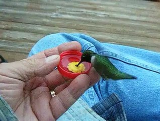 beautiful bird like helicopter