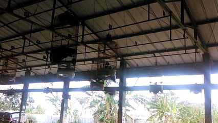 Persiapan Lomba Branjangan di Tanjung, Brebes
