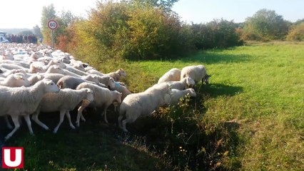Transhumance au camp de Sissonne