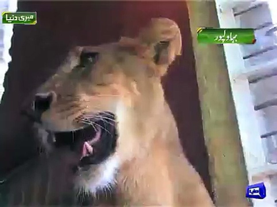 Lion attacks on man in Zoo.