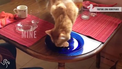 Как коты тырят наши вещи