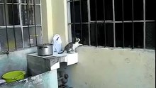 Мама пришла на помощь котенку